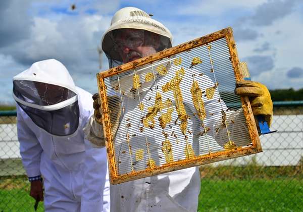 蜂蜜吉尔吉斯蜂蜜世界上最好的蜂蜜