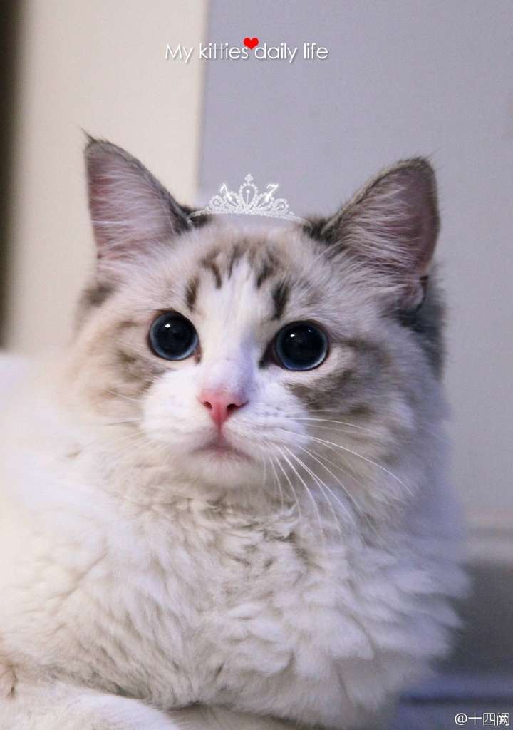 布偶猫~长得好像十四阙家的77啊