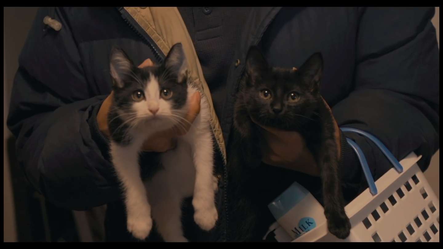 为什么猫都叫不来 知乎