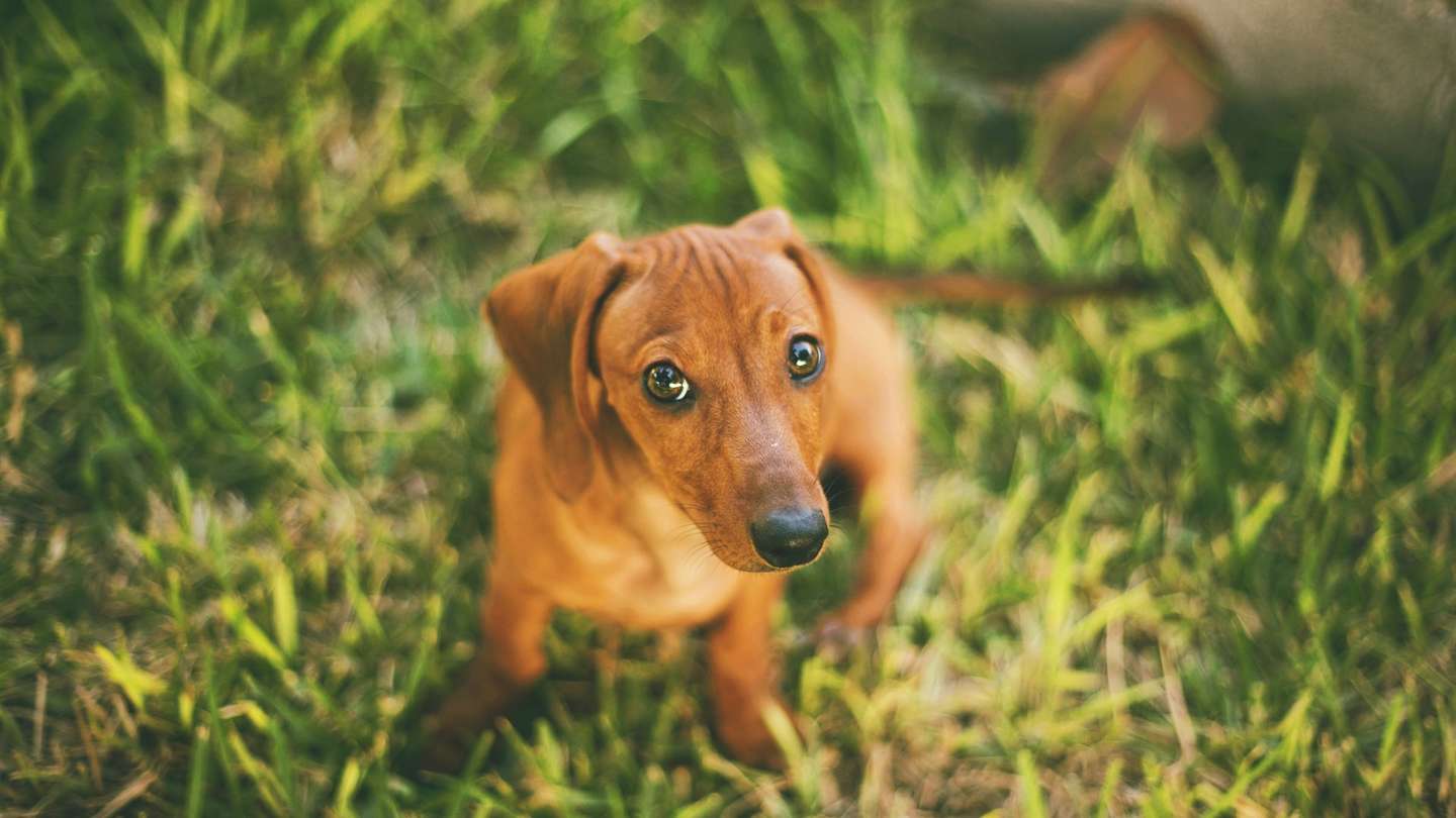 腊肠犬 知乎