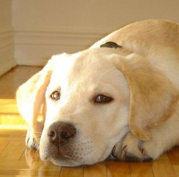 养狗是一种怎样的体验