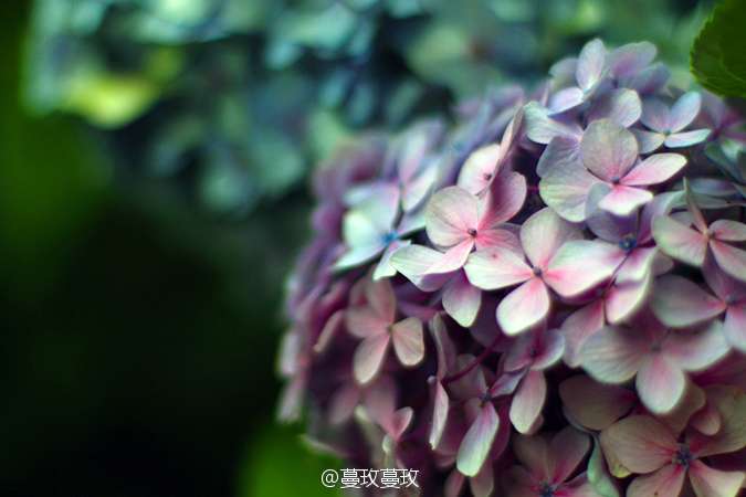 节气手帖 夏至 紫阳花 知乎