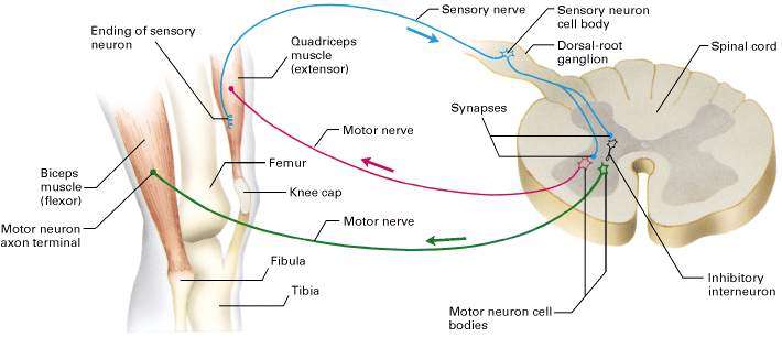 膝跳反射对人类生存的意义是什么