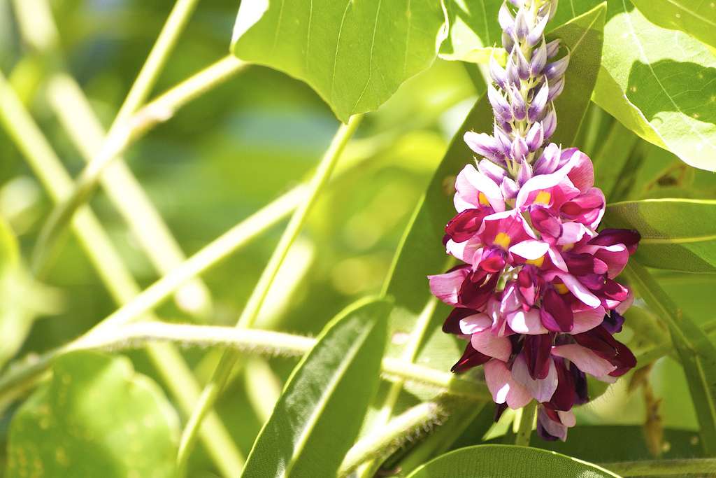 节气手帖 白露 葛花零落风 知乎