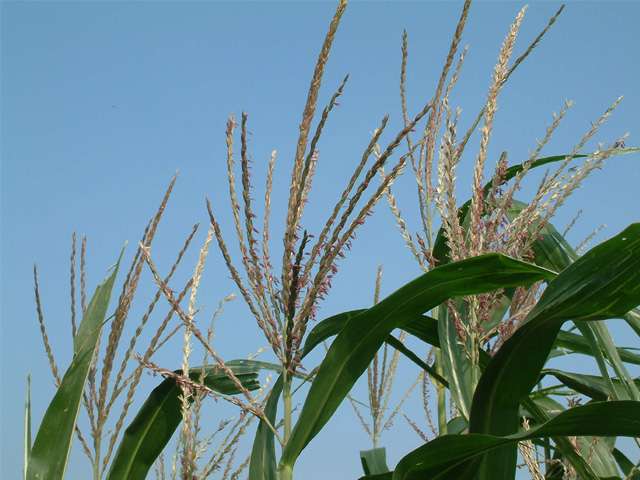 玉米雄花 玉米雌花.