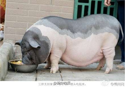 单身男,想养只小香猪,有没有什么建议和注意的地方?