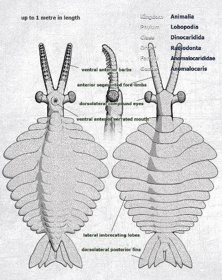 寒武纪时期的生物「奇虾」好吃么,如果好吃的话怎么料理会比较好?