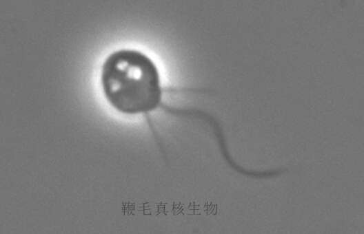 人类起源的大致过程是什么 知乎 人类起源的大致过程是什么 知乎