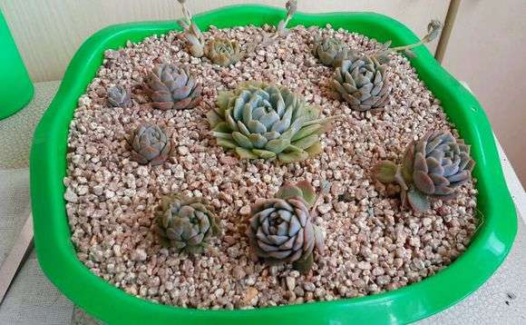 肉肉用那种铺面石好 大叔告诉你 知乎