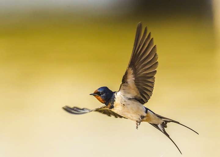 春天回到北方的燕子,还是去年的燕子吗?