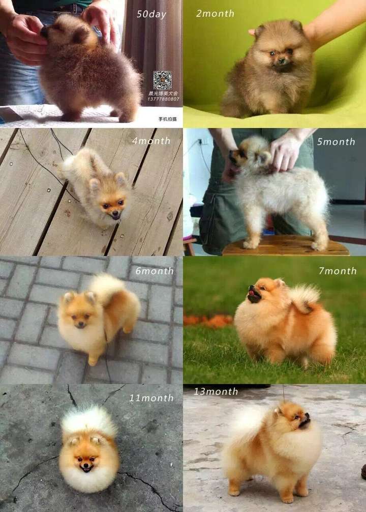 为什么我感觉看到的博美和俊介完全是两类狗狗?