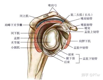 肩关节关节构造及运动学之盂肱关节