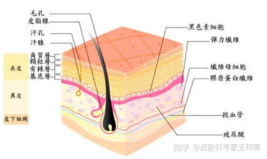 皮肤的组成是怎样的 知乎
