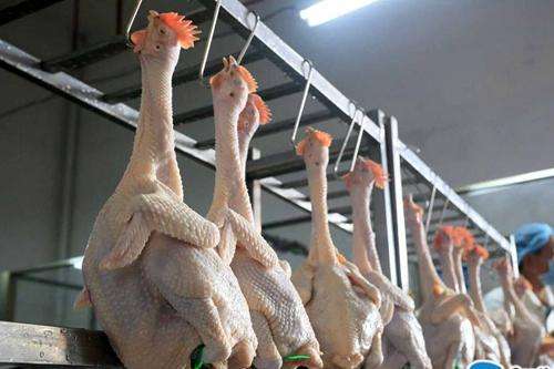 养殖快报丨毛鸡和冻品价格突降屠宰厂两头出刀