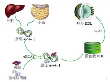 體檢相關載脂蛋白a1載脂蛋白b