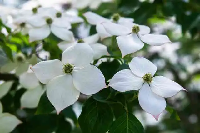 未使用タグ付 ドミニクフランス スリースター 花柄・植物 定価34650円