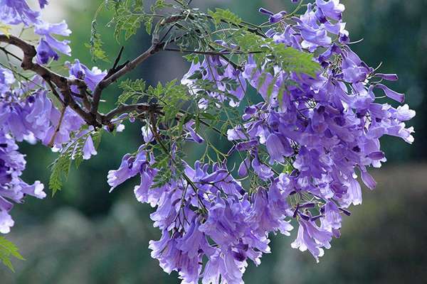 地中海式庭院 少不了这些观花植物 知乎