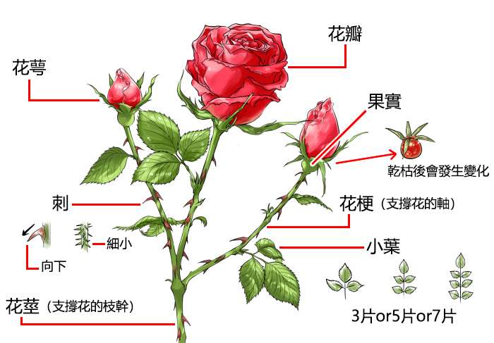如何绘画玫瑰花 3种方法教你画玫瑰 知乎