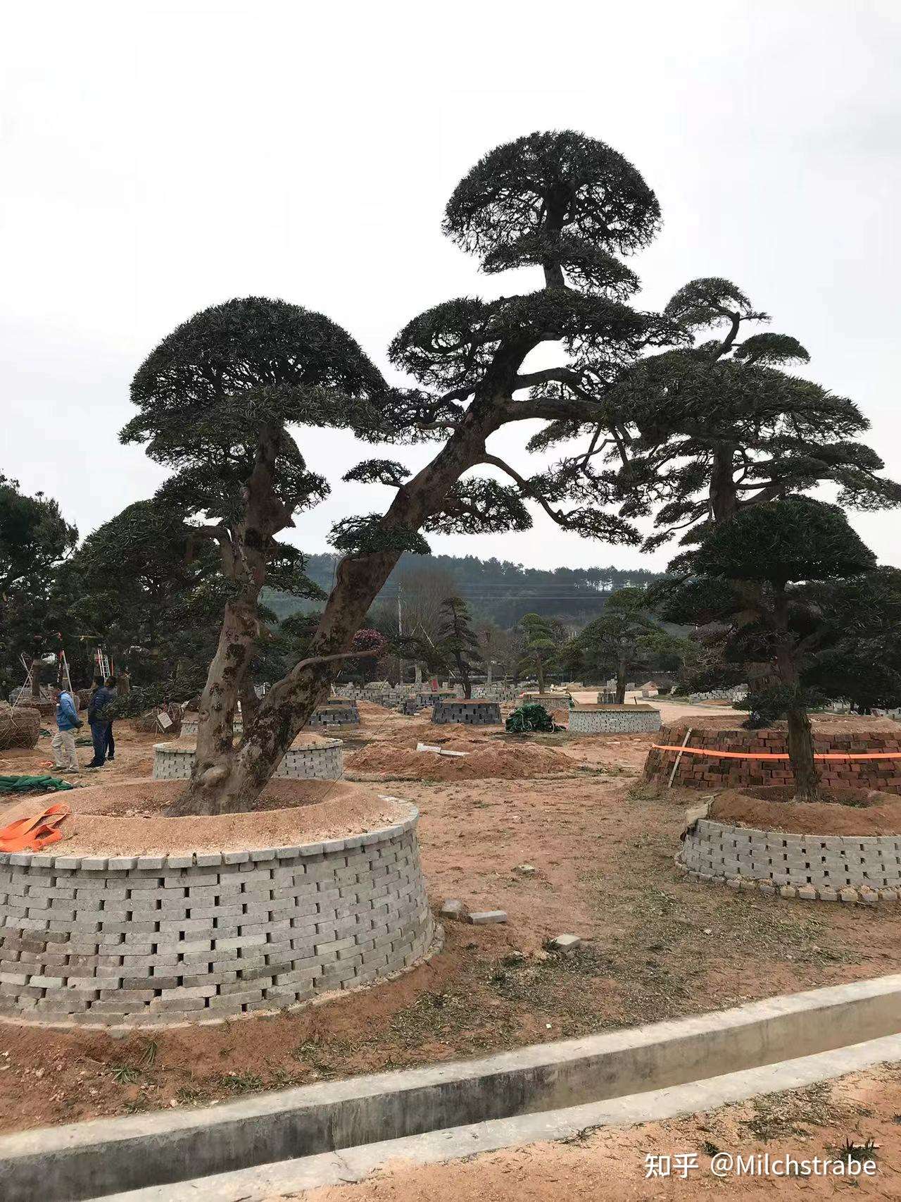 milchstrabe 的想法: #罗汉松# #造型罗汉松# #迎客松 - 知乎