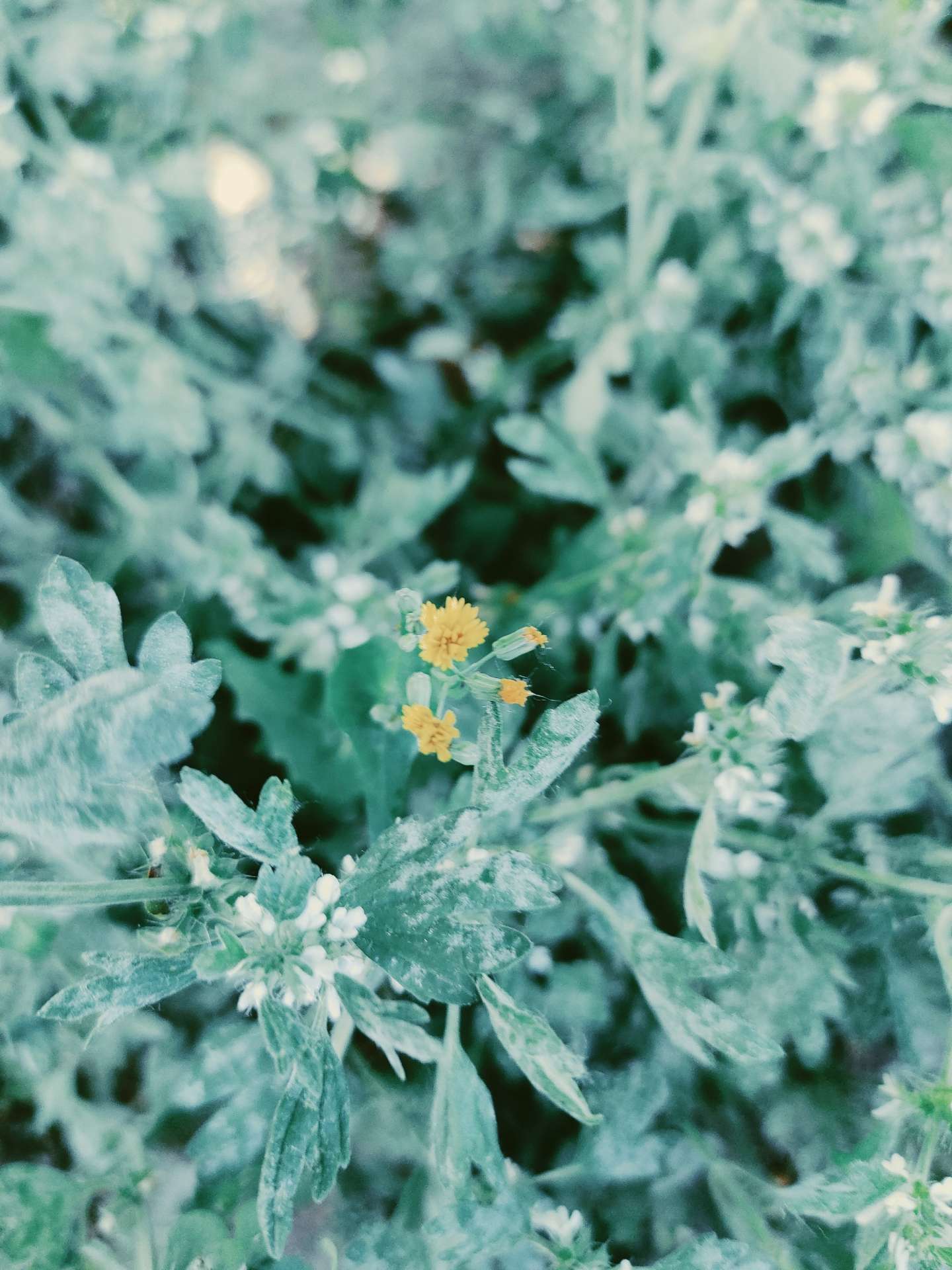苔花如米小 也学牡丹开 苔花默默生长的生命张力 折射世间幽微之光 知乎