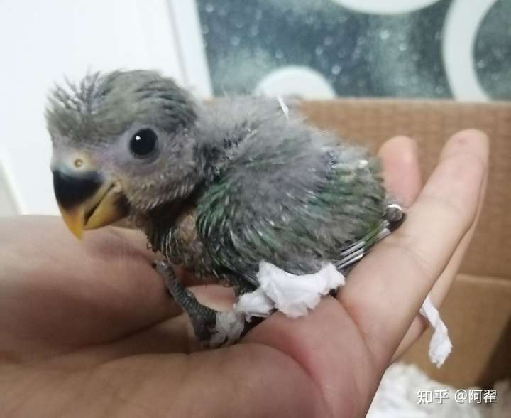你在养鹦鹉的过程中遇到了哪些让你后悔的事?