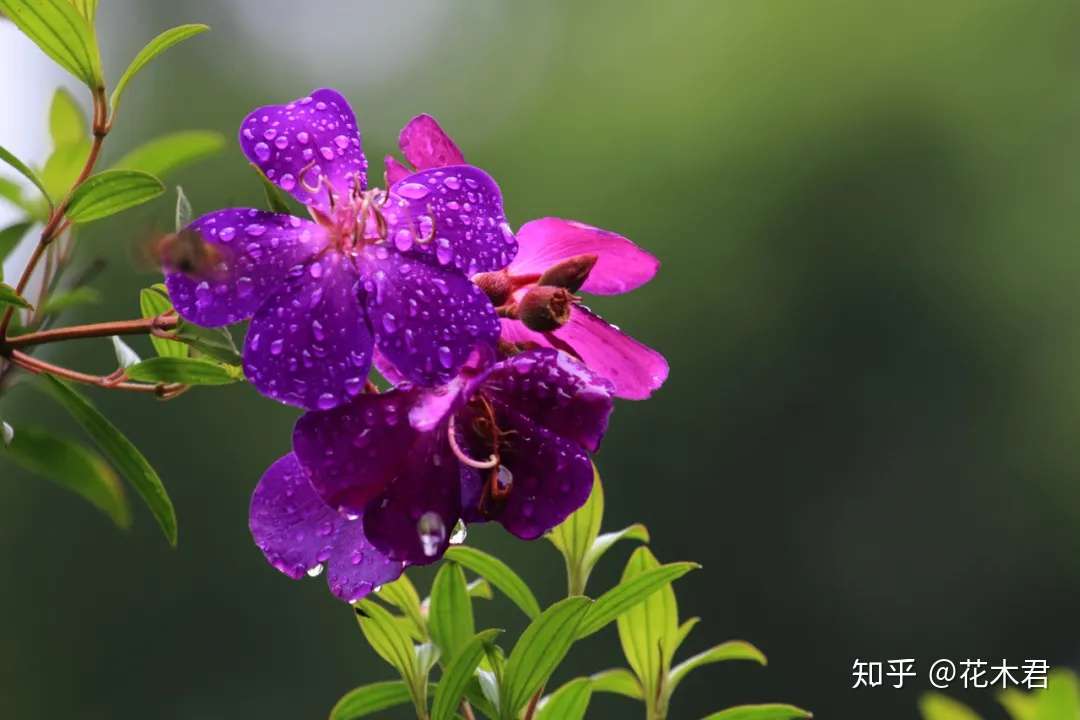 野牡丹和牡丹不同 属于南方花卉 而牡丹则为中原代表花卉 知乎