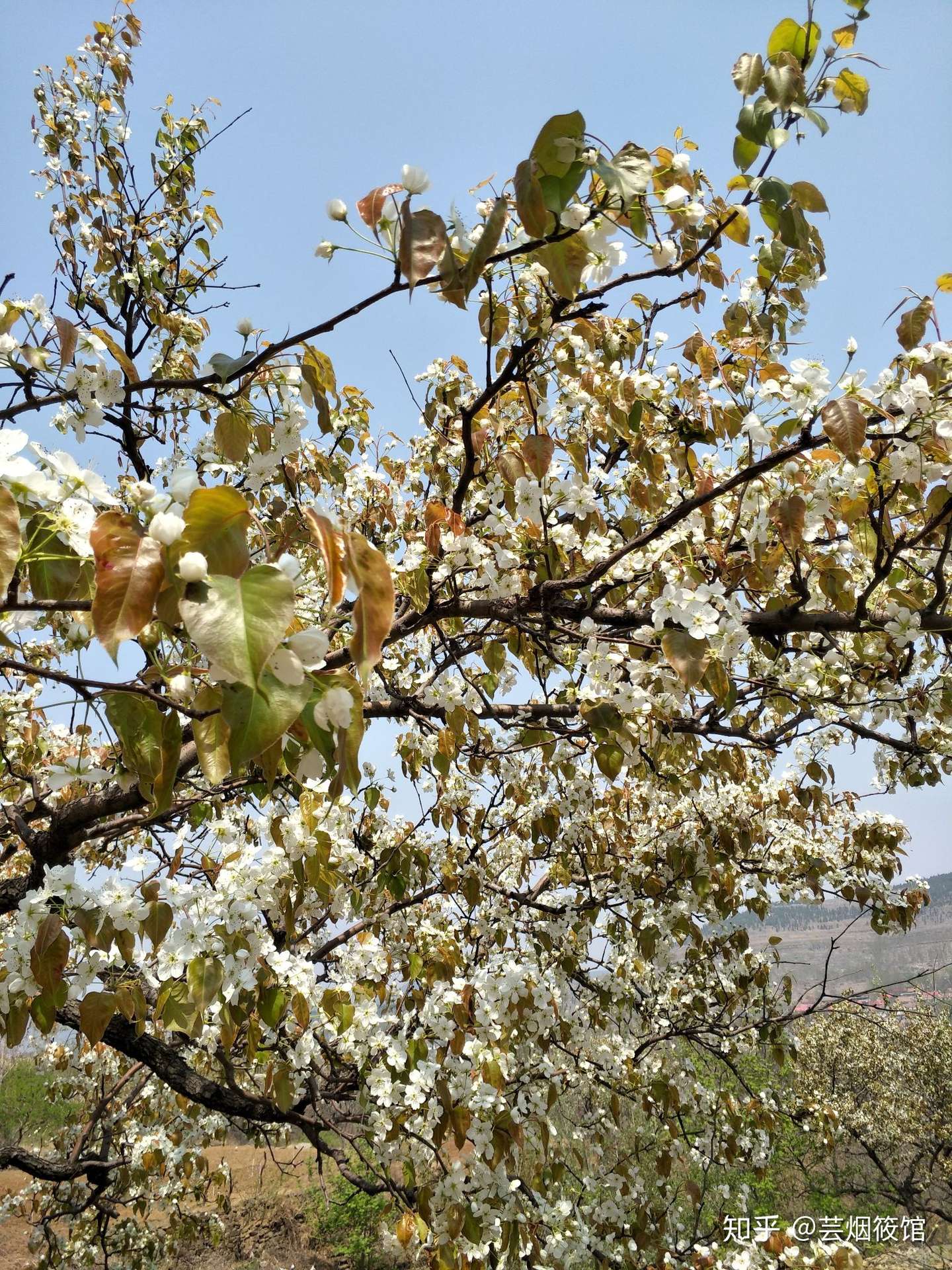 梨花满天 笔名 芸烟筱馆 知乎