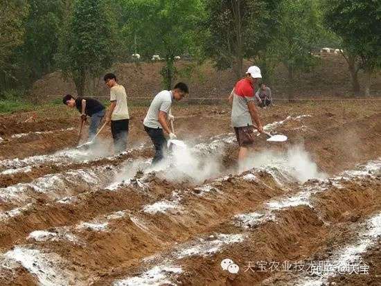 用生石灰给土壤消毒能行吗 知乎