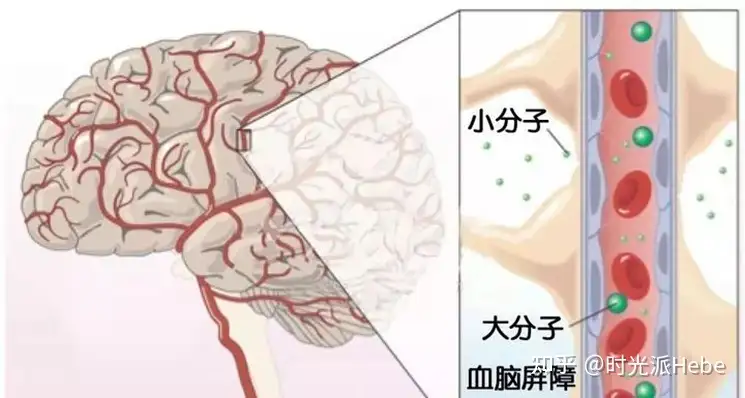 A blood–brain barrier overview on structure, function, impairment, and  biomarkers of integrity, Fluids and Barriers of the CNS