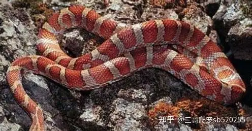 谁的家里没个小可爱 了解饲养玉米蛇 知乎