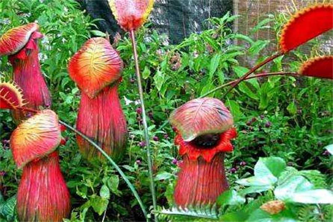 世界上真的有食人花吗 知乎