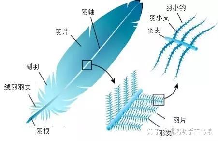 鸟类羽毛的基本结构是怎样 姚鸿明手工高钙鸟粮农科院检测优质鸟类食品