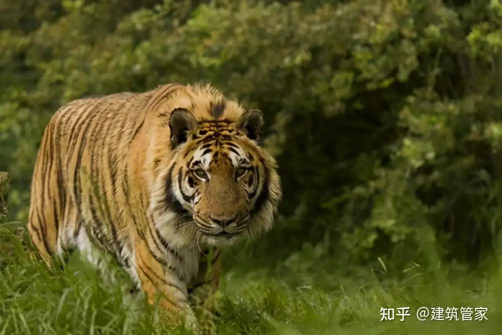 深山遇猛虎 黑龙江一老汉与虎两米对峙 教科书般操作后全身而退 知乎