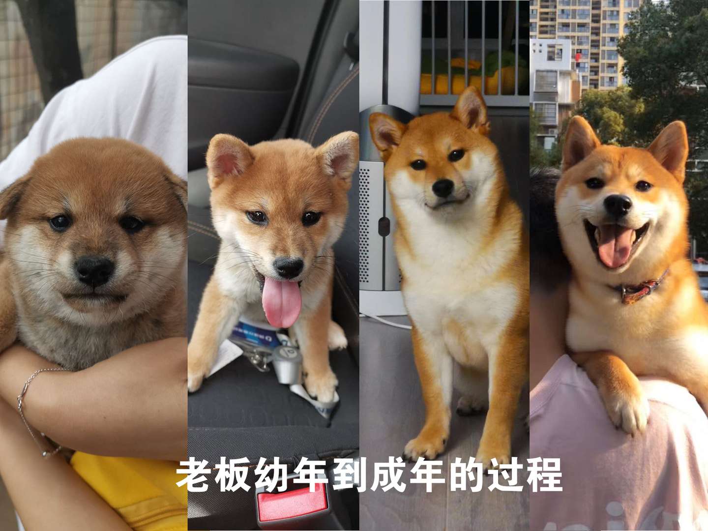 柴犬指南 关于黑嘴套的一些事 知乎