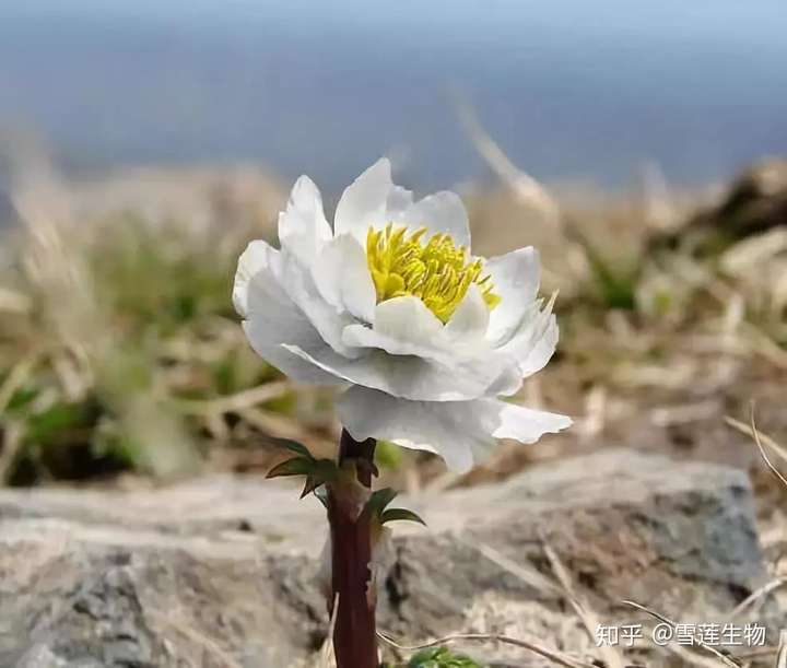 关于雪莲花的花语及其美丽传说