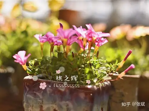 秋天种点啥 当月能赏花 知乎