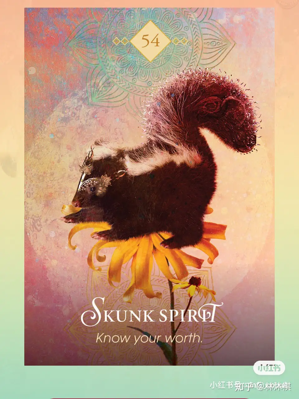 动物神谕卡 Skunk Spirit 值得感 知乎