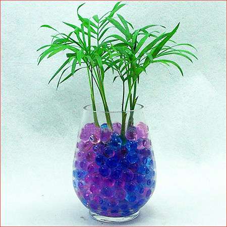 植物水培 那些误区那些坑 知乎