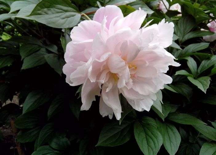 一年一度芍药季 四月花神 知乎