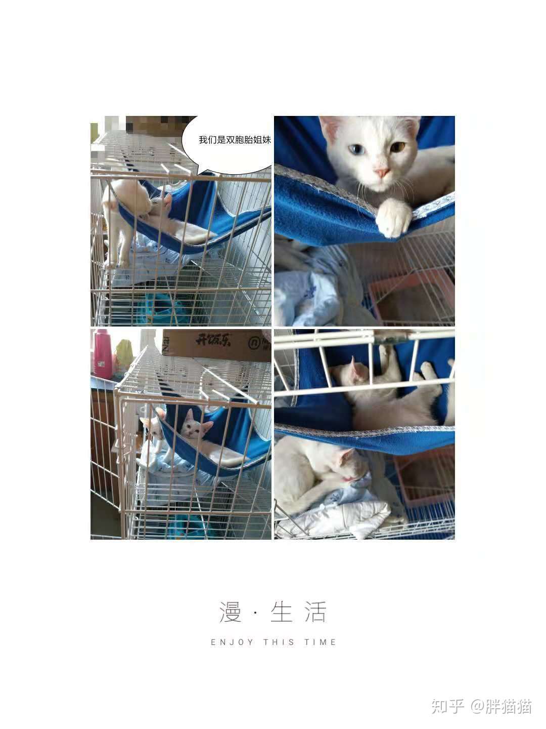 这里有猫 请看过来 知乎