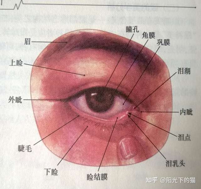 眼睛構造名稱以及美學標準