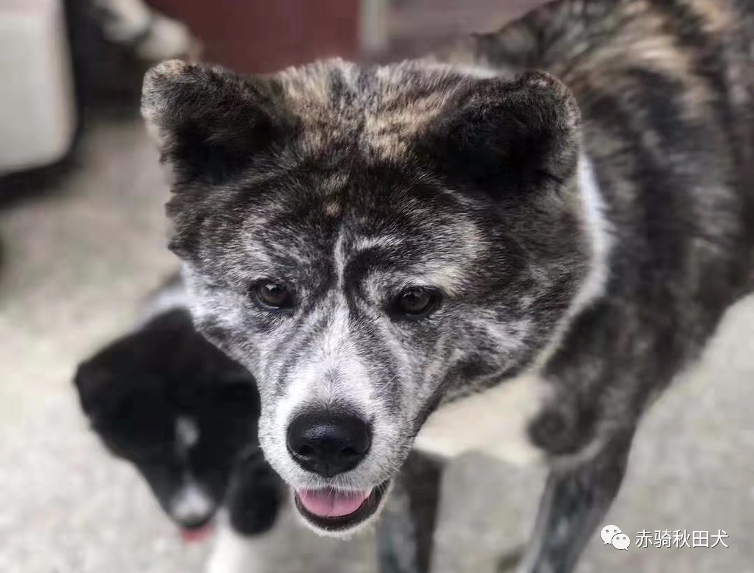 日系秋田犬只有三种毛色 No 赤骑秋田犬舍来为你揭晓一种隐藏色系 知乎