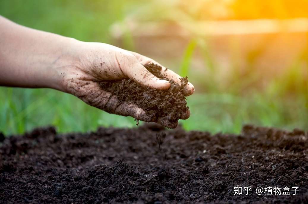 来吧 换一种栽培介质 植物或许长得更好 知乎