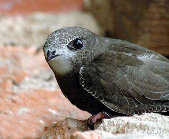 雨燕目,雨燕科.