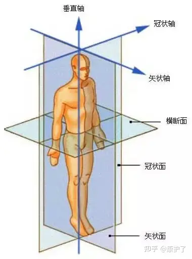 面(熟练掌握)67水平面:横切人体与地面平行的切面67矢状面:沿身体