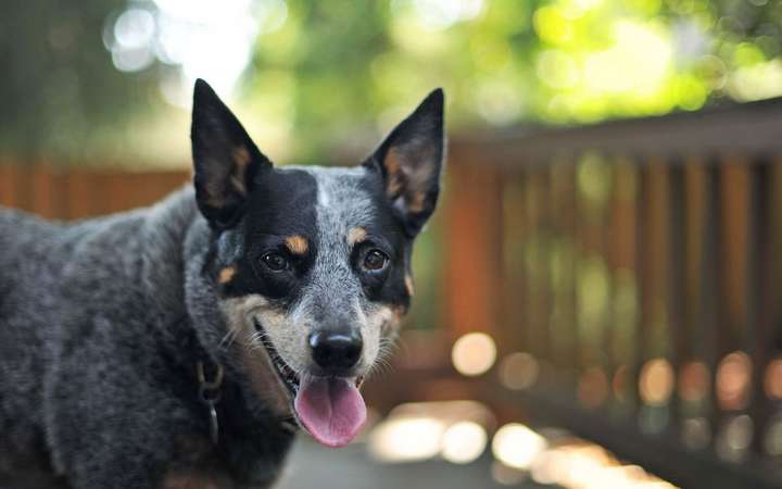 Blue heeler hot sale intelligence ranking