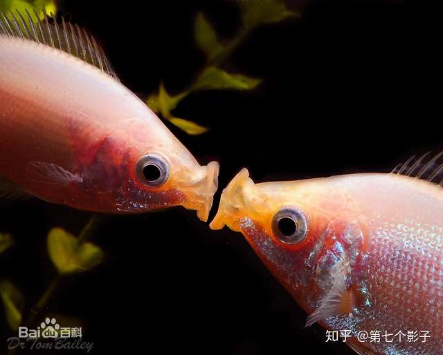 接吻鱼真实图片