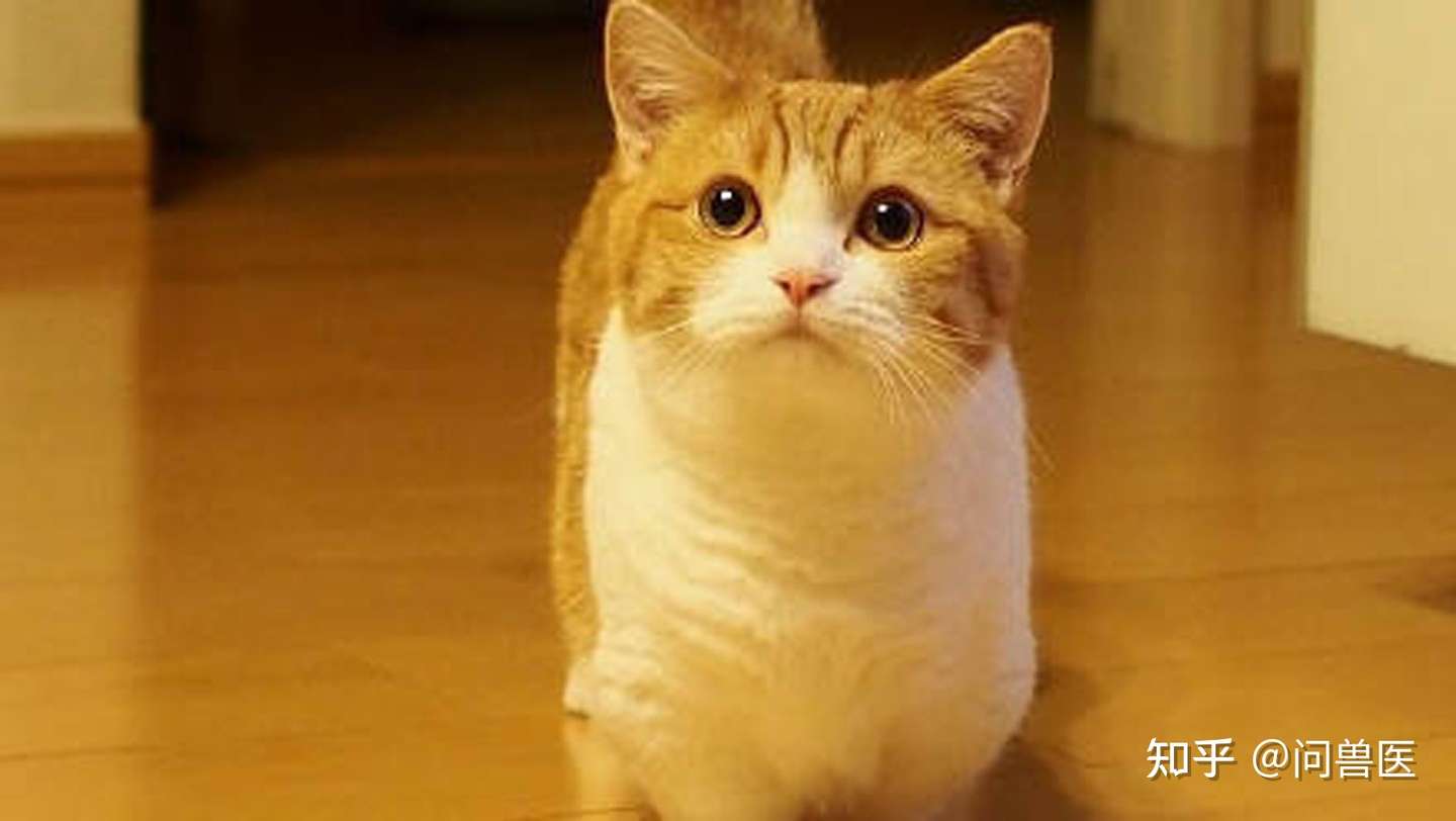 为什么每次打电话时 猫咪都要叫个不停甚至咬我呢 知乎