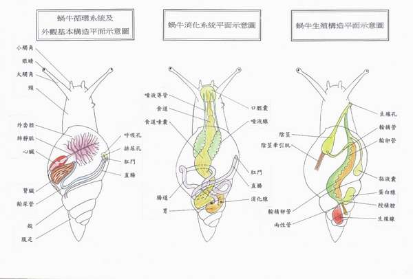 海螺结构图内脏图片
