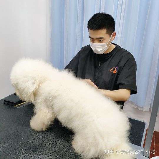 学宠物美容师需要技术培训吗 宠物美容技术对于想学宠物美容师的人来说有多重要 你的宠物美容技术过关了吗 知乎